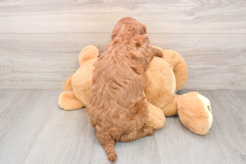 Playful Irish Poodle Poodle Mix Puppy