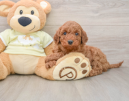 8 week old Mini Irish Doodle Puppy For Sale - Puppy Love PR