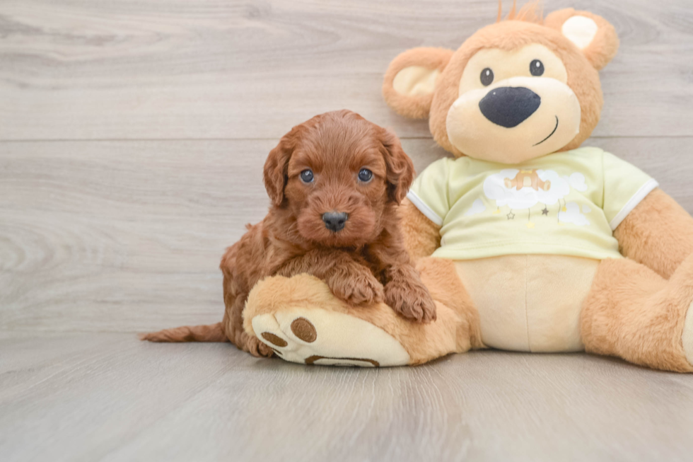 Best Mini Irish Doodle Baby