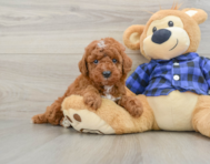 6 week old Mini Irish Doodle Puppy For Sale - Puppy Love PR