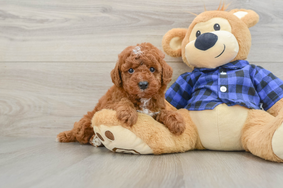 6 week old Mini Irish Doodle Puppy For Sale - Puppy Love PR