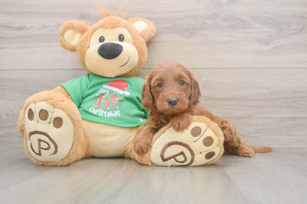 5 week old Mini Irish Doodle Puppy For Sale - Puppy Love PR