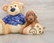 5 week old Mini Irish Doodle Puppy For Sale - Puppy Love PR