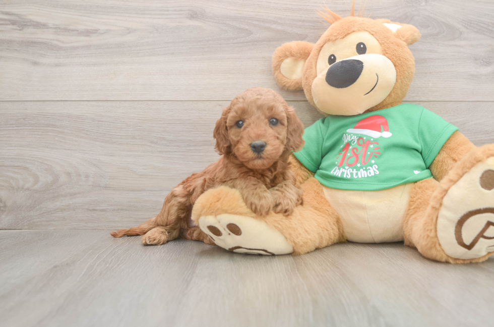 5 week old Mini Irish Doodle Puppy For Sale - Puppy Love PR