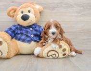 5 week old Mini Irish Doodle Puppy For Sale - Puppy Love PR