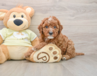 8 week old Mini Irish Doodle Puppy For Sale - Puppy Love PR