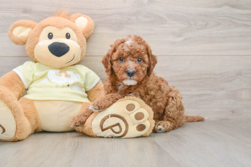 Mini Irish Doodle Pup Being Cute