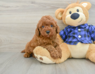 6 week old Mini Irish Doodle Puppy For Sale - Puppy Love PR