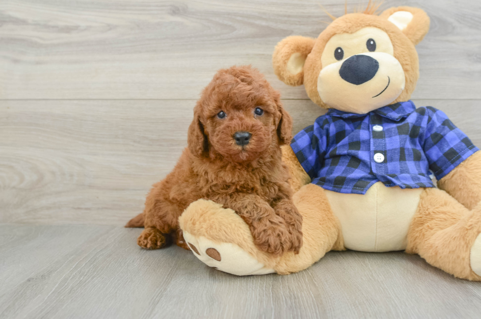 6 week old Mini Irish Doodle Puppy For Sale - Puppy Love PR