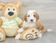 6 week old Mini Irish Doodle Puppy For Sale - Puppy Love PR