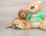 5 week old Mini Irish Doodle Puppy For Sale - Puppy Love PR