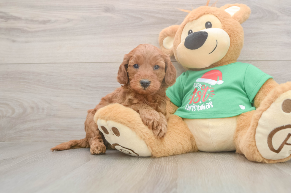 5 week old Mini Irish Doodle Puppy For Sale - Puppy Love PR