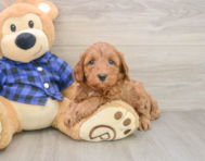 5 week old Mini Irish Doodle Puppy For Sale - Puppy Love PR