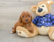 6 week old Mini Irish Doodle Puppy For Sale - Puppy Love PR