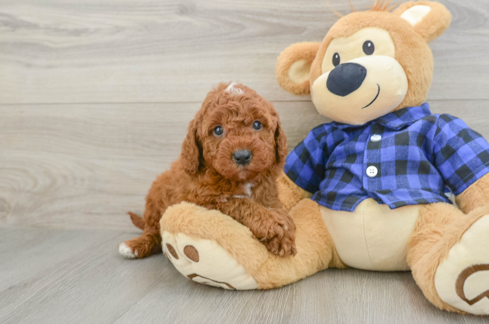 6 week old Mini Irish Doodle Puppy For Sale - Puppy Love PR