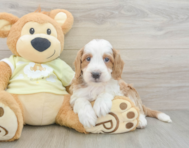 6 week old Mini Irish Doodle Puppy For Sale - Puppy Love PR