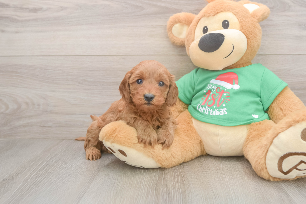 Funny Mini Irish Doodle Poodle Mix Pup