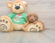 5 week old Mini Irish Doodle Puppy For Sale - Puppy Love PR