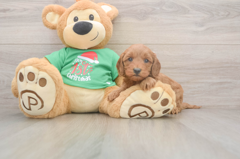 5 week old Mini Irish Doodle Puppy For Sale - Puppy Love PR