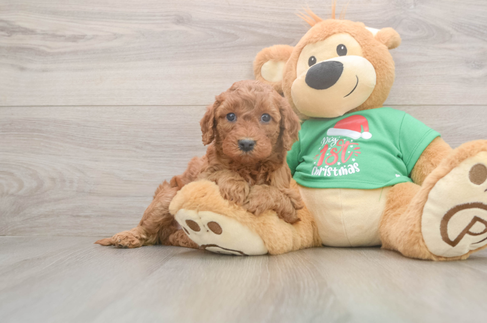 5 week old Mini Irish Doodle Puppy For Sale - Puppy Love PR