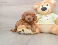 8 week old Mini Irish Doodle Puppy For Sale - Puppy Love PR