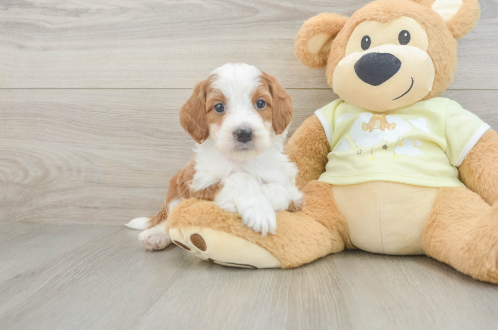 5 week old Mini Irish Doodle Puppy For Sale - Puppy Love PR