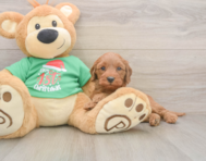 5 week old Mini Irish Doodle Puppy For Sale - Puppy Love PR