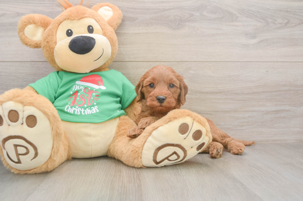 5 week old Mini Irish Doodle Puppy For Sale - Puppy Love PR