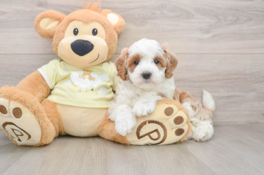 Mini Irish Doodle Pup Being Cute