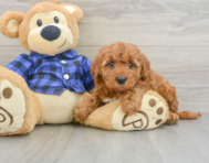 6 week old Mini Irish Doodle Puppy For Sale - Puppy Love PR