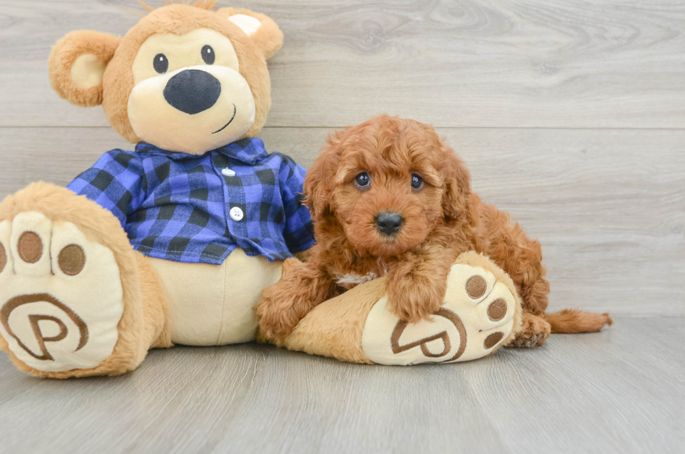 6 week old Mini Irish Doodle Puppy For Sale - Puppy Love PR