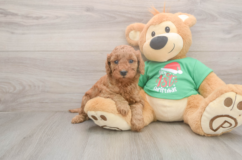 5 week old Mini Irish Doodle Puppy For Sale - Puppy Love PR