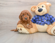 6 week old Mini Irish Doodle Puppy For Sale - Puppy Love PR