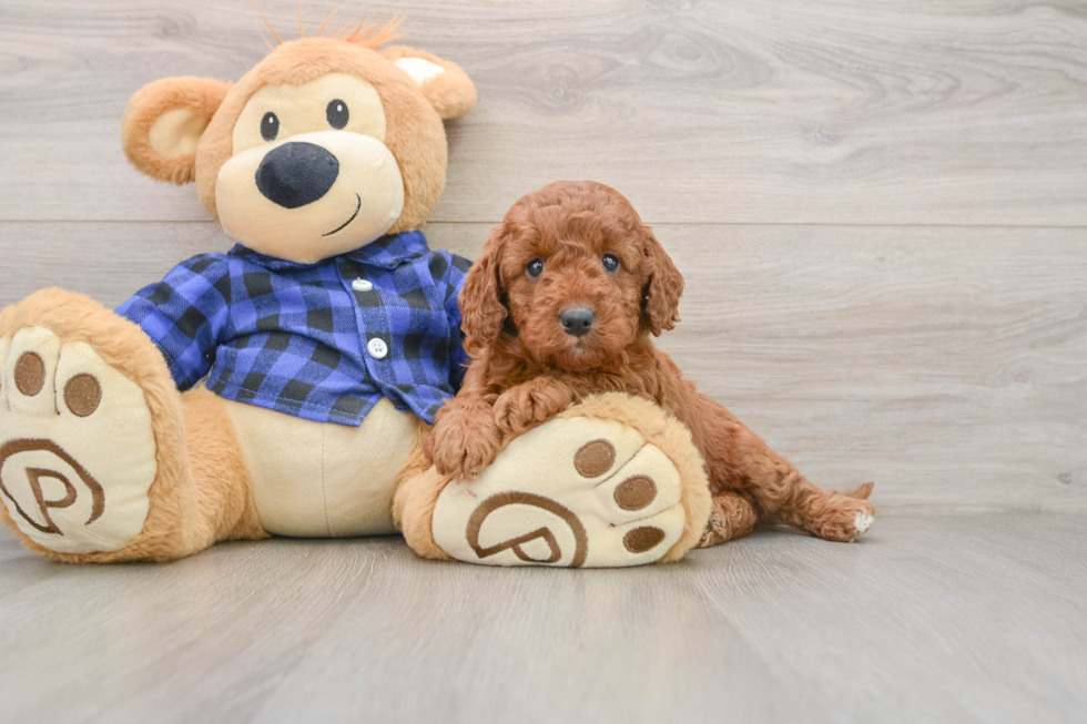 Mini Irish Doodle Pup Being Cute