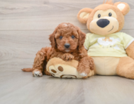 8 week old Mini Irish Doodle Puppy For Sale - Puppy Love PR