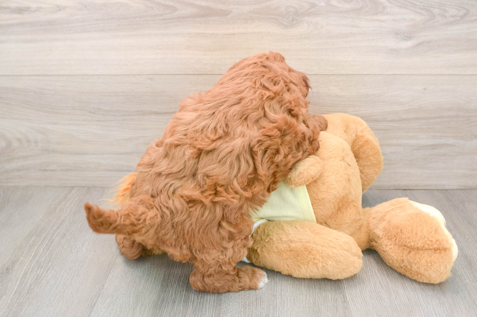 Hypoallergenic Irish Poodle Poodle Mix Puppy