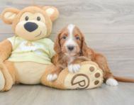 7 week old Mini Irish Doodle Puppy For Sale - Puppy Love PR