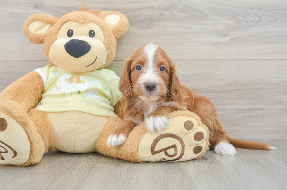 5 week old Mini Irish Doodle Puppy For Sale - Puppy Love PR