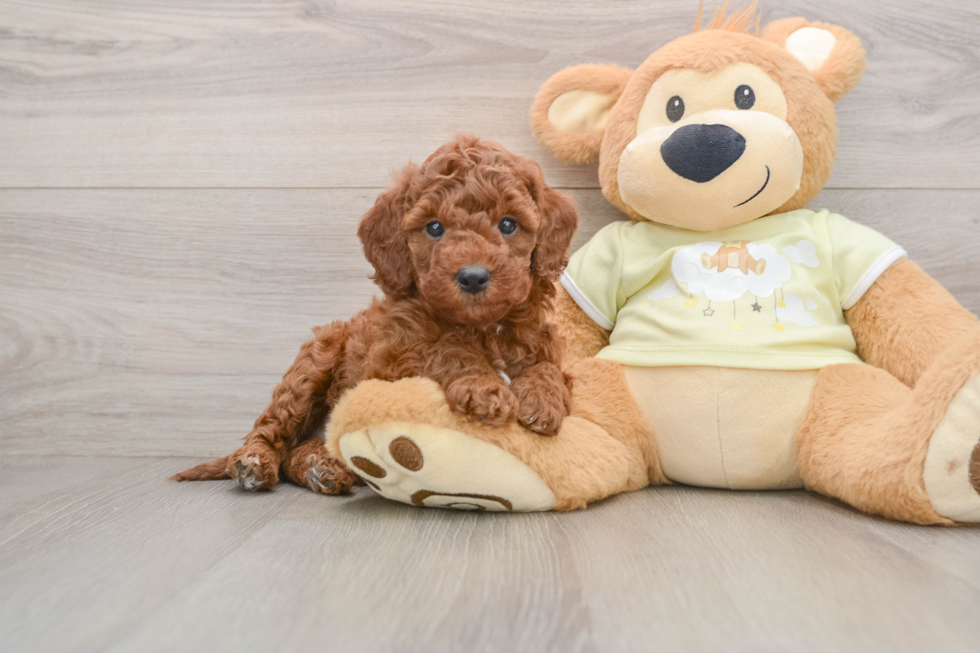 Mini Irish Doodle Puppy for Adoption