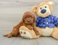 6 week old Mini Irish Doodle Puppy For Sale - Puppy Love PR