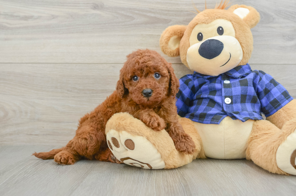 6 week old Mini Irish Doodle Puppy For Sale - Puppy Love PR