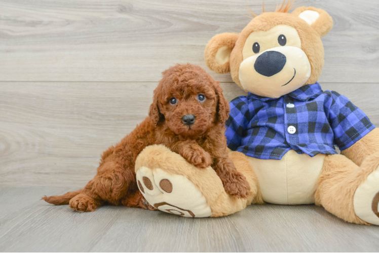 Meet Gwen - our Mini Irish Doodle Puppy Photo 1/3 - Puppy Love PR Small Mini Irish Doodle Baby