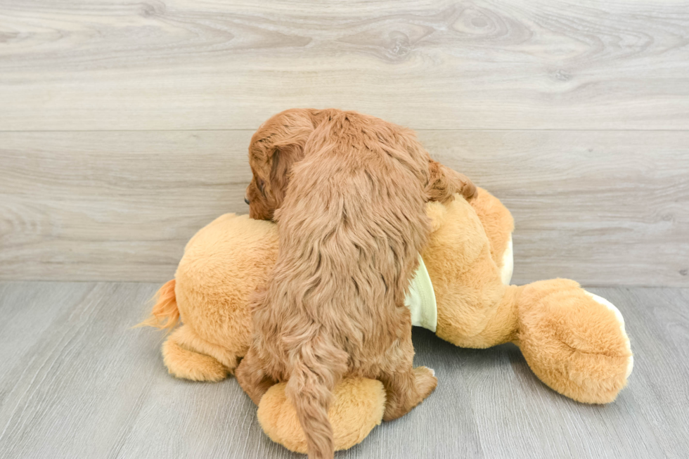 Energetic Mini Irishdoodle Poodle Mix Puppy