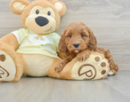 7 week old Mini Irish Doodle Puppy For Sale - Puppy Love PR