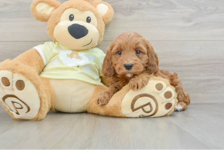 Meet Haley - our Mini Irish Doodle Puppy Photo 1/3 - Puppy Love PR Cute Mini Irish Doodle Baby