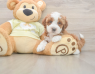 6 week old Mini Irish Doodle Puppy For Sale - Puppy Love PR