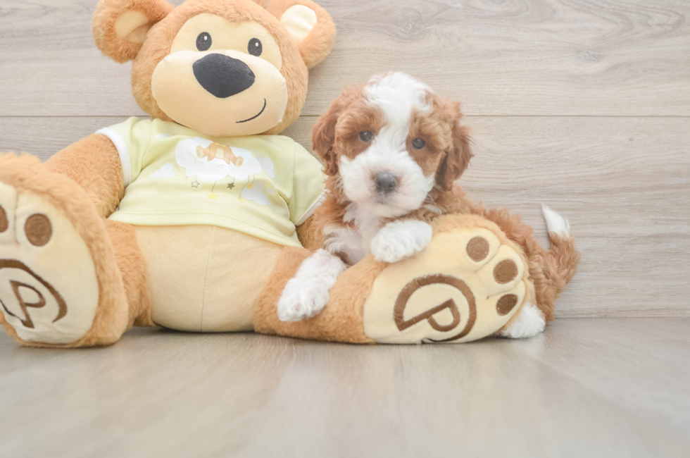 6 week old Mini Irish Doodle Puppy For Sale - Puppy Love PR