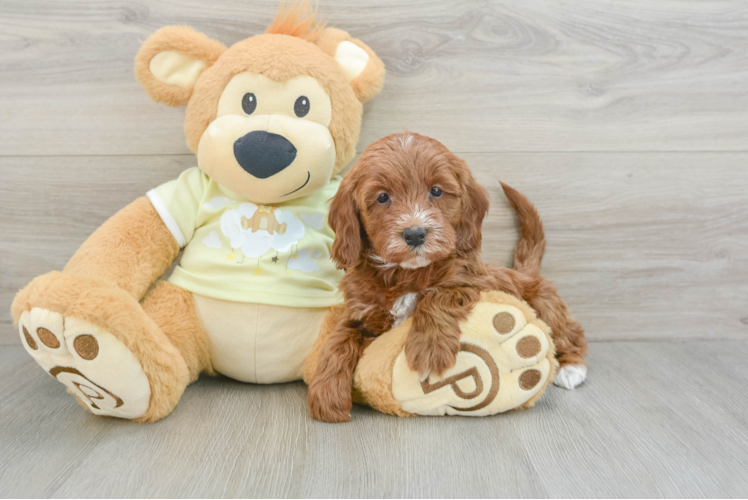 Meet Hannah - our Mini Irish Doodle Puppy Photo 1/3 - Puppy Love PR Best Mini Irish Doodle Baby