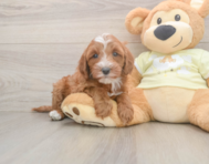 6 week old Mini Irish Doodle Puppy For Sale - Puppy Love PR