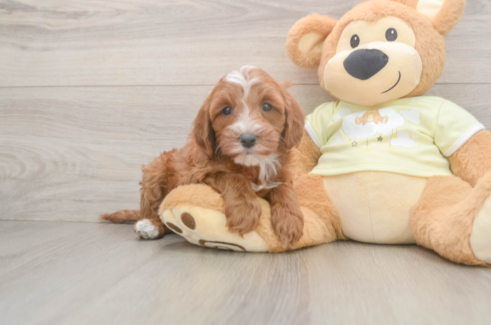 6 week old Mini Irish Doodle Puppy For Sale - Puppy Love PR